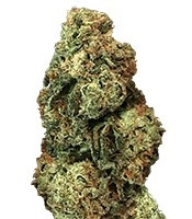 Семена Laughing Buddha мини