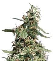 Семена Arjan's Ultra Haze #1 мини