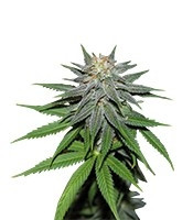 Семена Pineapple Express auto мини
