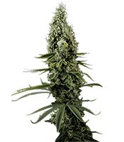 Семена Arjan's Haze #3 мини