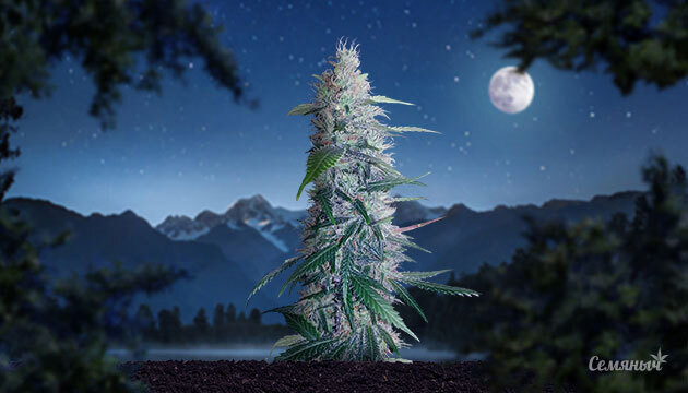 Влияние темноты на коноплю