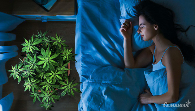 Ночное выращивание каннабиса Куст конопли в ночное время в индоре