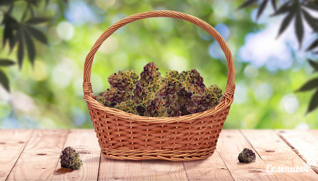 Способы проращивания семян конопли