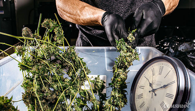 Как выбрать время для сбора урожая Сбор урожая каннабиса