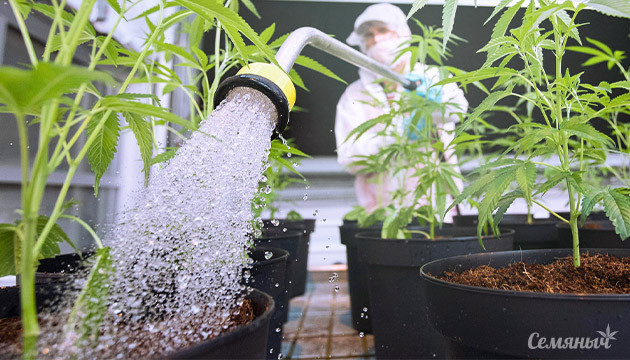 Как поливать коноплю в индоре Полив марихуаны в индоре