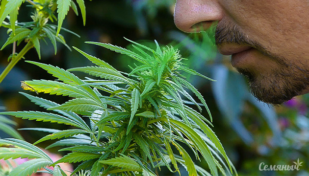 Как увеличить количество терпенов у марихуаны Повышение количества терпенов в каннабисе