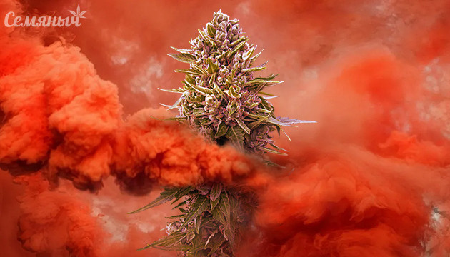 Что такое вайпорайзер