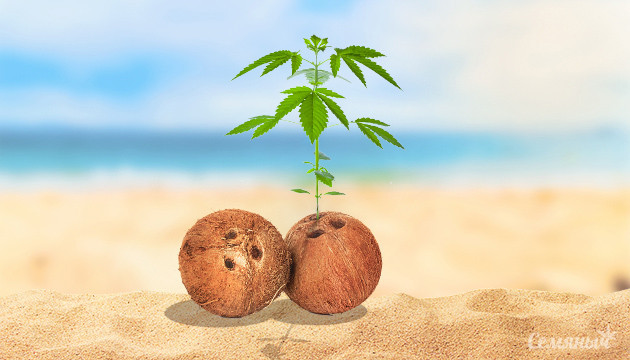 Подробно про кокосовый субстрат Конопля растущая в кокосе
