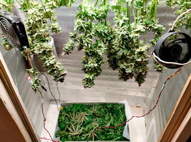 Сушка веток конопли